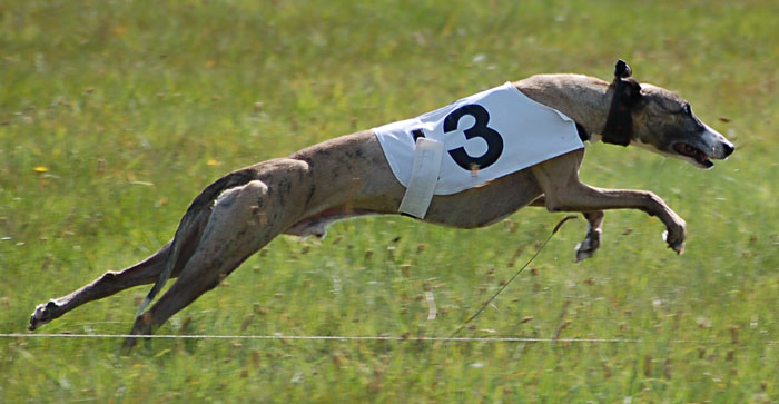 Flaming Floyde, whippet 