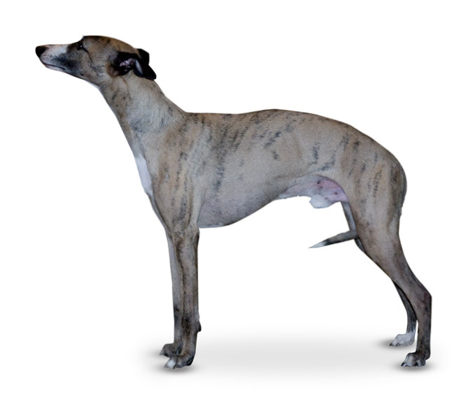 Flaming Floyde, whippet