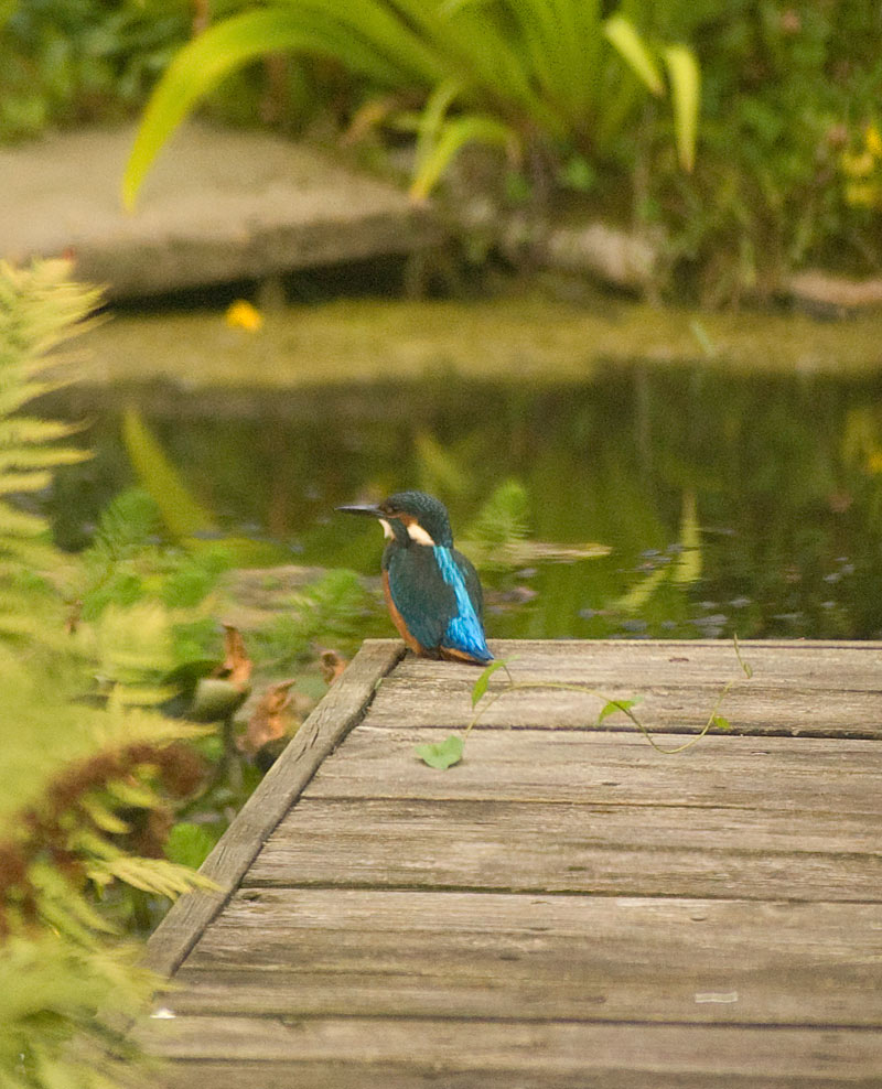 kingfisher.jpg