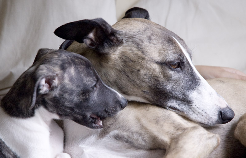 Gelert, Flaming Floyde, whippet 
