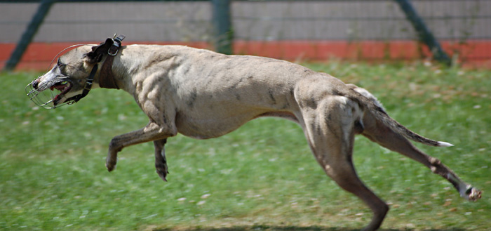Flaming Floyde, racing whippets, 