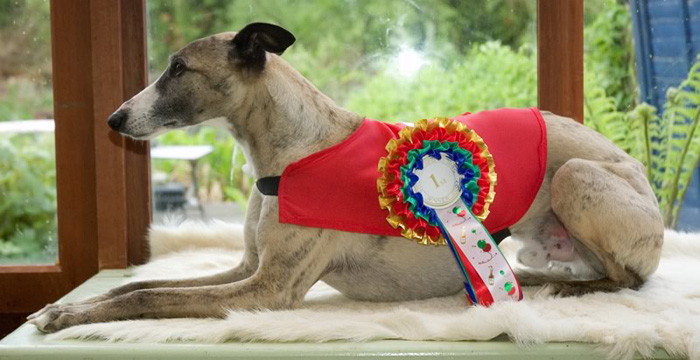 Whippet 
